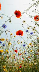 Poppy and Wildflower Meadow Against the Sky