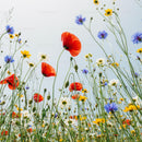 Vibrant Meadow with Poppies and Wildflowers Blooming