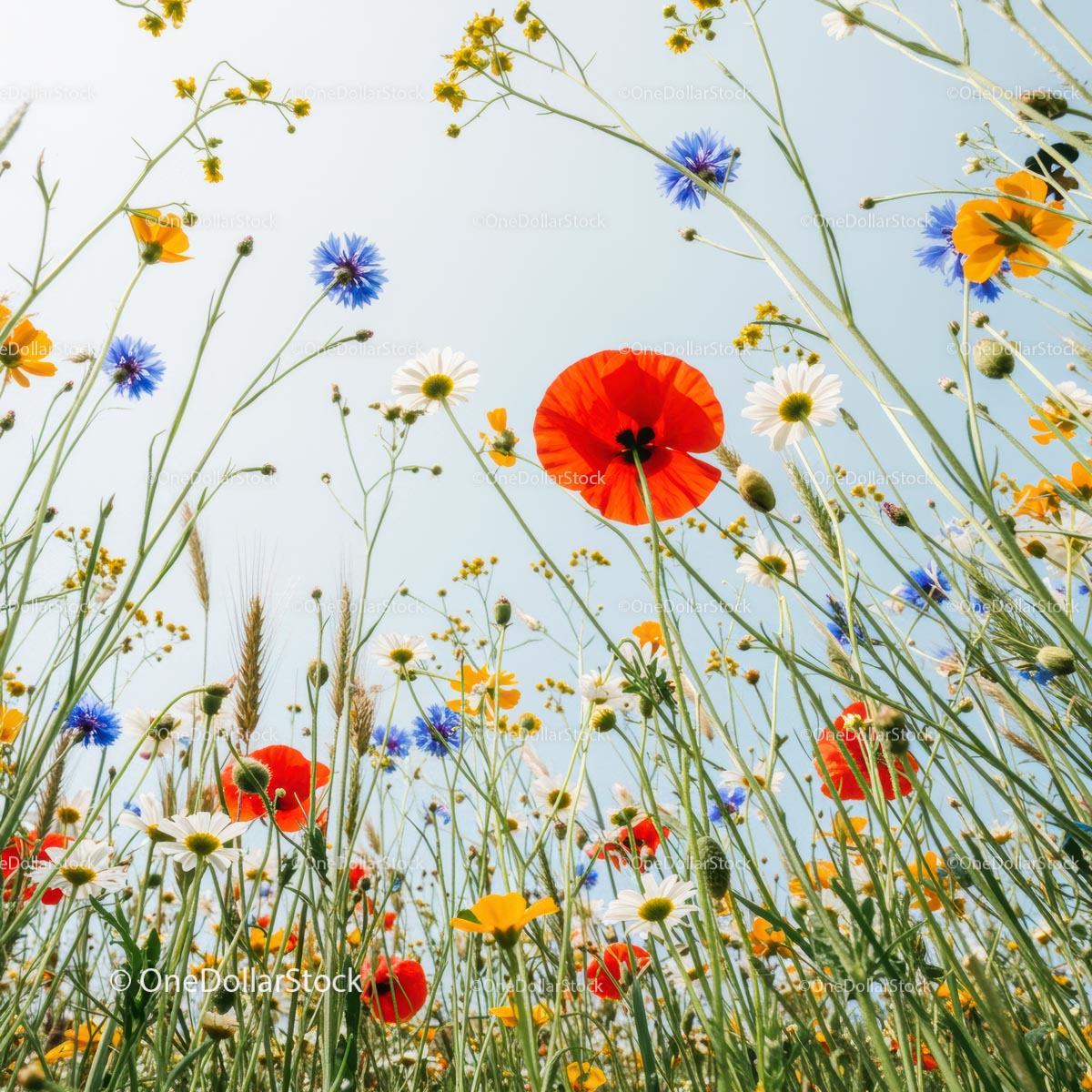 Vibrant Wildflower Meadow with Red Poppies and Daisies