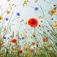 Vibrant Wildflower Meadow with Red Poppies and Daisies