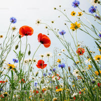 Vibrant Wildflower Meadow with Poppies and Daisies