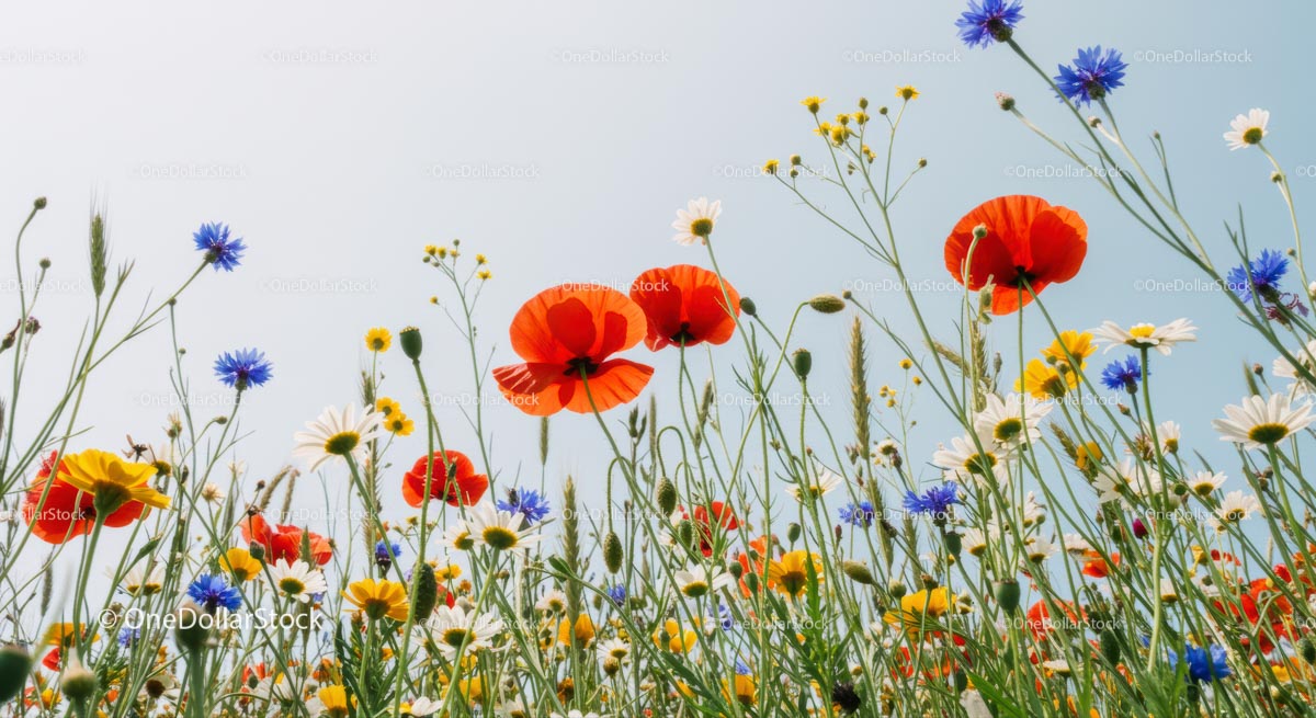 Vibrant Wildflower Meadow with Poppies and Daisies