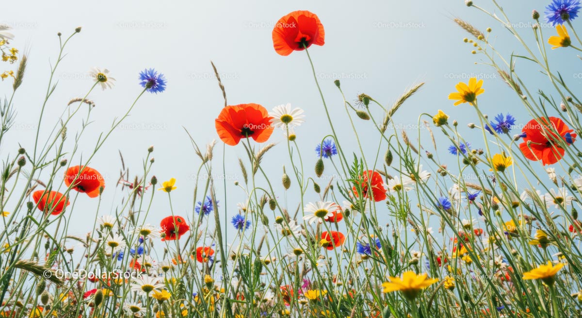 Colorful Wildflowers in a Vibrant Meadow