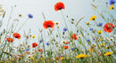 Colorful Wildflowers in a Vibrant Meadow