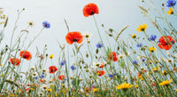 Colorful Wildflowers in a Vibrant Meadow