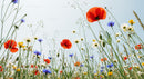 Vibrant Wildflowers in a Sunny Summer Meadow