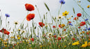 Vibrant Wildflower Meadow with Poppies and Daisies