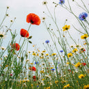 Vibrant Wildflower Meadow with Red Poppies and Daisies