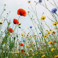 Vibrant Wildflower Meadow with Red Poppies and Daisies