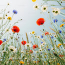 Vibrant Wildflowers in a Sunlit Meadow