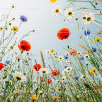Vibrant Wildflowers in a Sunlit Meadow
