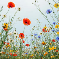 Colorful Wildflower Meadow with Poppies and Cornflowers