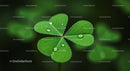 Fresh Green Clover Leaf with Morning Dew Droplets