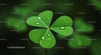 Fresh Green Clover Leaf with Morning Dew Droplets