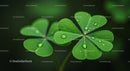 Fresh Clover Leaves with Dew Drops