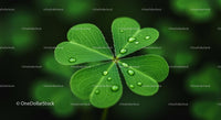 Close-Up of Fresh Clover with Dew Drops