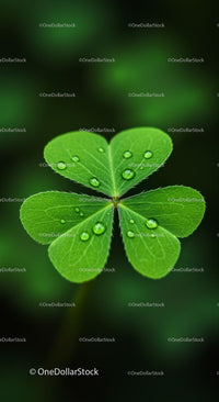 Close-Up of Fresh Clover Leaf with Dew Drops
