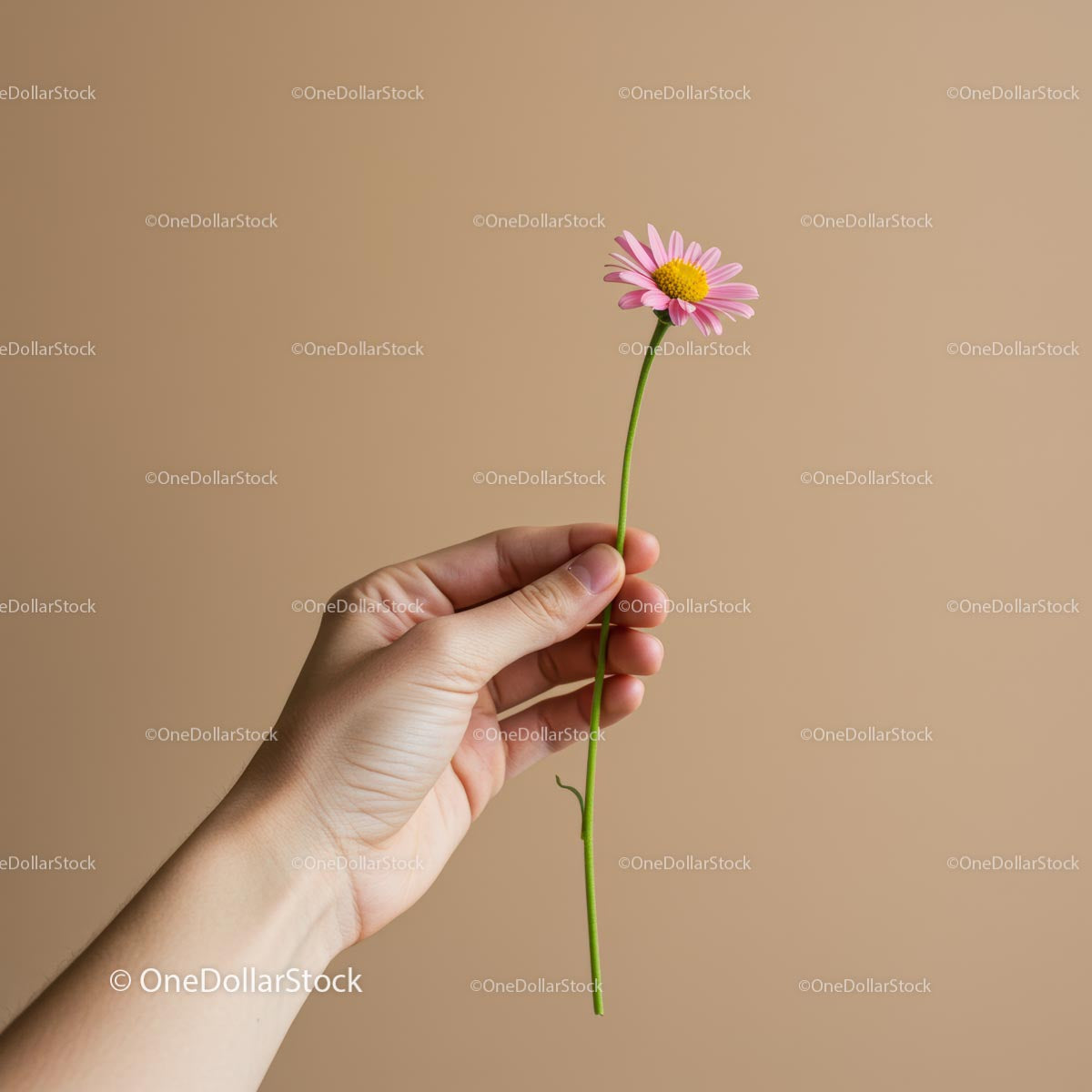 Hand Holding a Pink Daisy Against a Beige Background