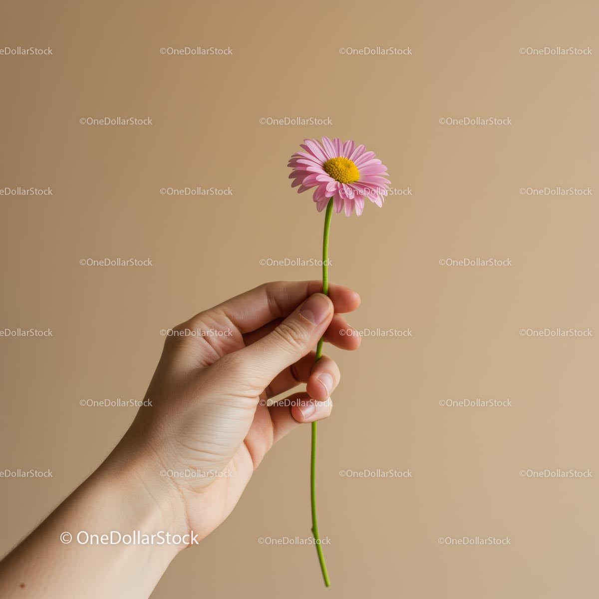Hand Holding Pink Daisy Against Beige Background