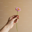 Hand Holding Pink Daisy Against Beige Background