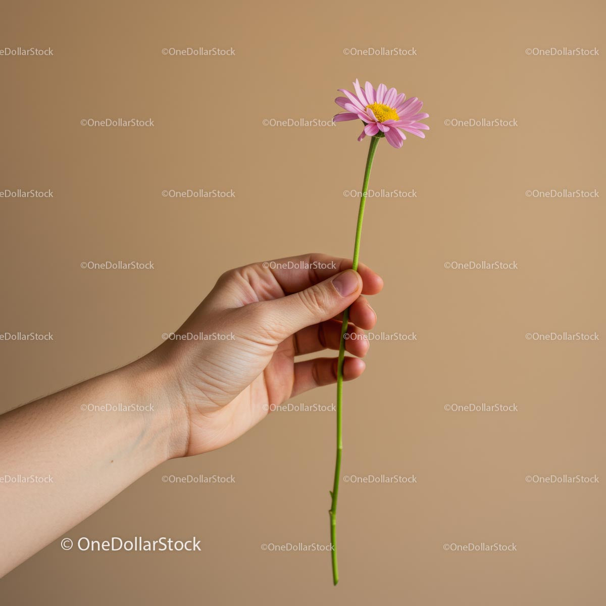 Hand Holding Pink Daisy Against Beige Background