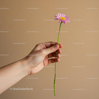 Hand Holding Pink Daisy Against Beige Background