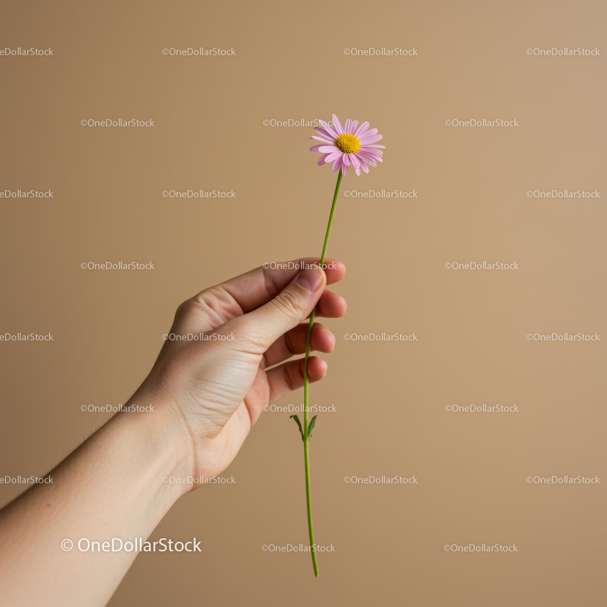 Hand Holding a Pink Daisy Against Beige Background