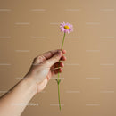 Hand Holding a Pink Daisy Against Beige Background