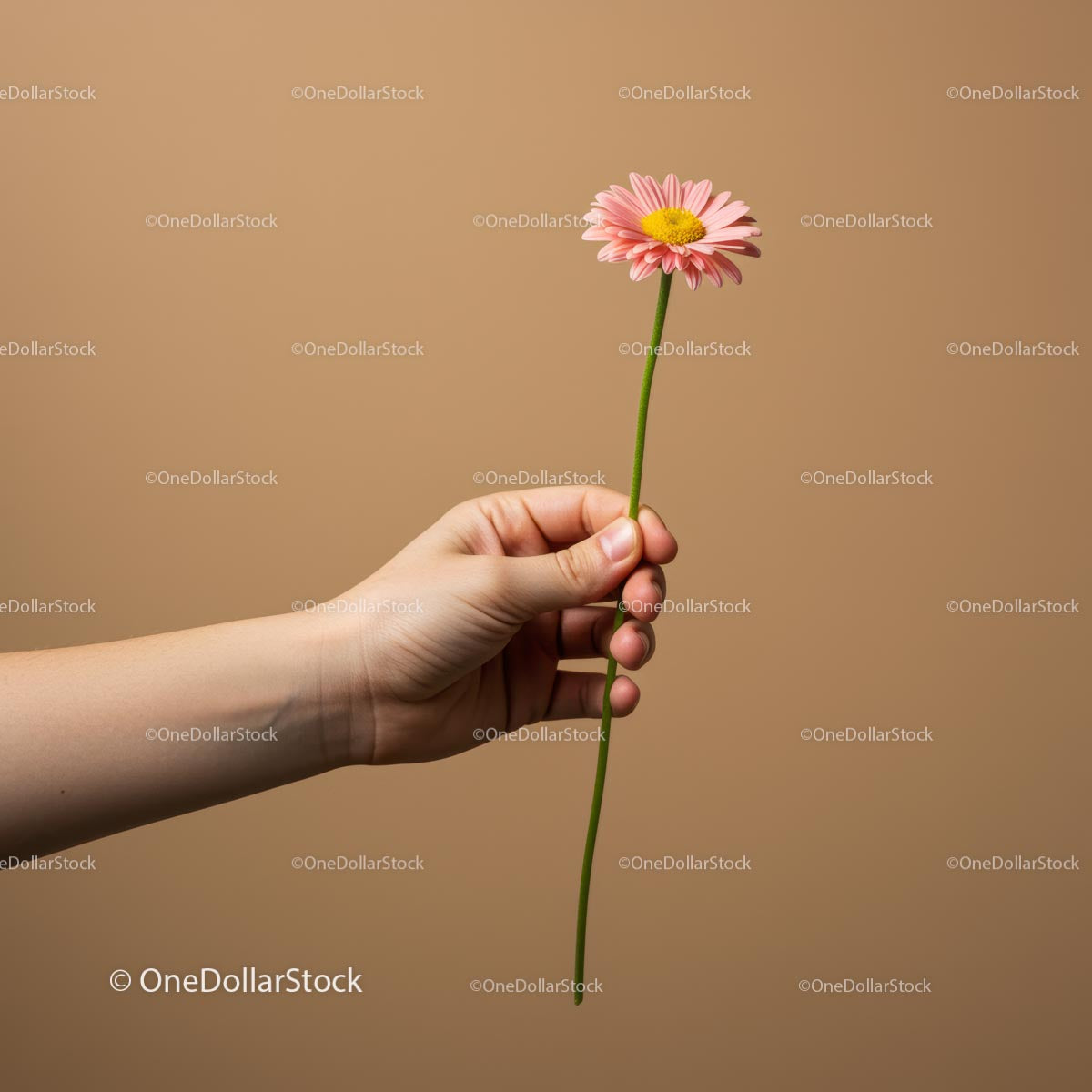 Hand Holding Pink Daisy Against Beige Backdrop