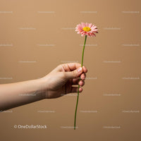 Hand Holding Pink Daisy Against Beige Backdrop