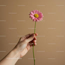 Pink Daisy Held Against a Soft Beige Background