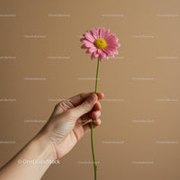 Pink Daisy Held Against a Soft Beige Background