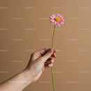 Hand Holding Pink Daisy Against Beige Background