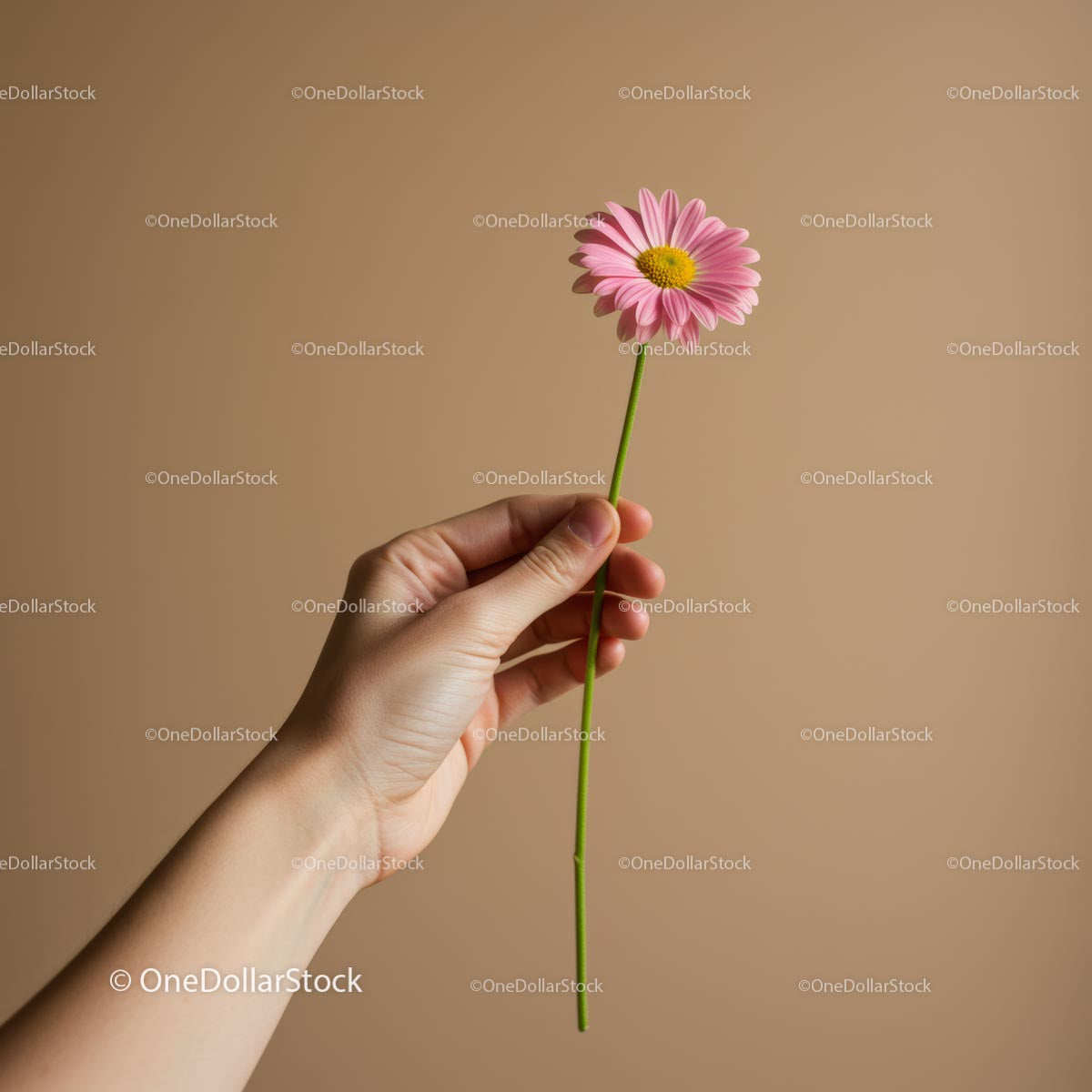 Hand Holding Pink Daisy Against Beige Background