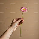 Hand Holding Pink Daisy Against Beige Background
