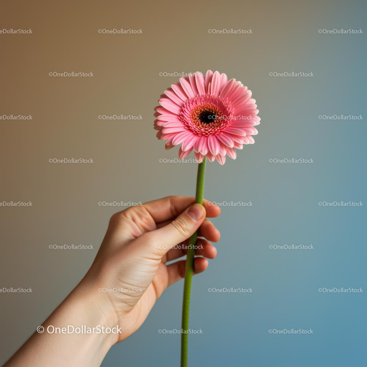Hand Holding a Pink Gerbera Against Soft Background