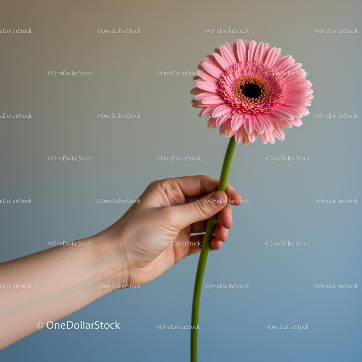 Hand Holding a Pink Gerbera Flower on Neutral Background