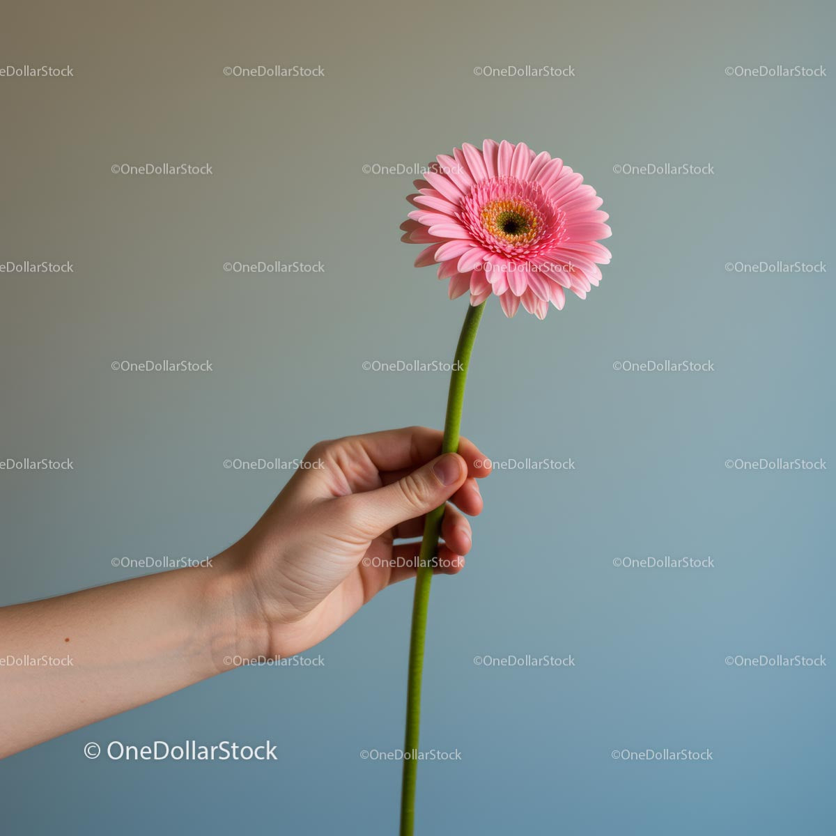 Hand Holding Pink Gerbera Against Minimalist Background