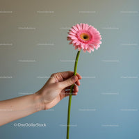 Hand Holding Pink Gerbera Against Minimalist Background