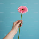 Pink Gerbera Held Against Soft Blue Background