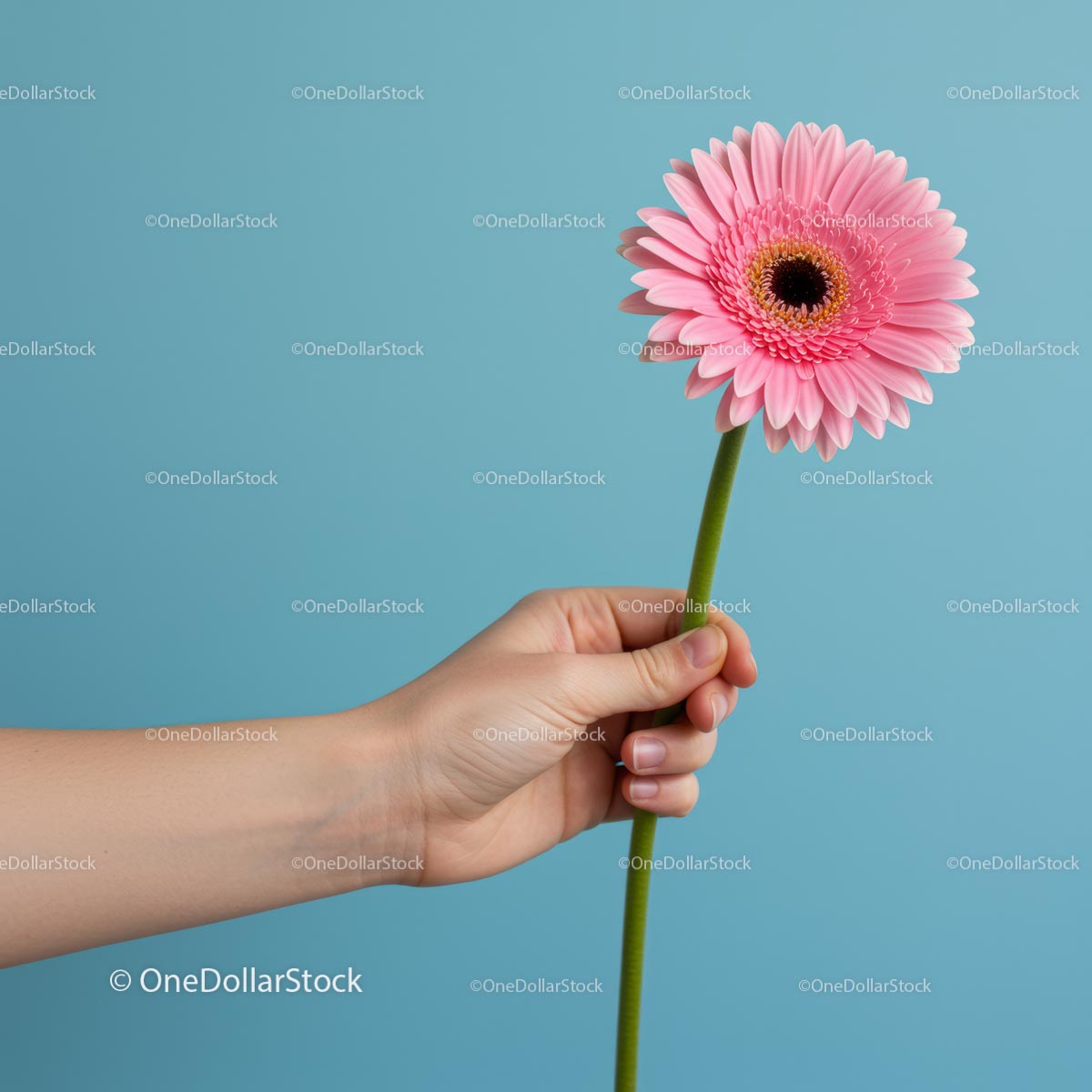 Hand Holding Pink Gerbera Against Blue Backdrop