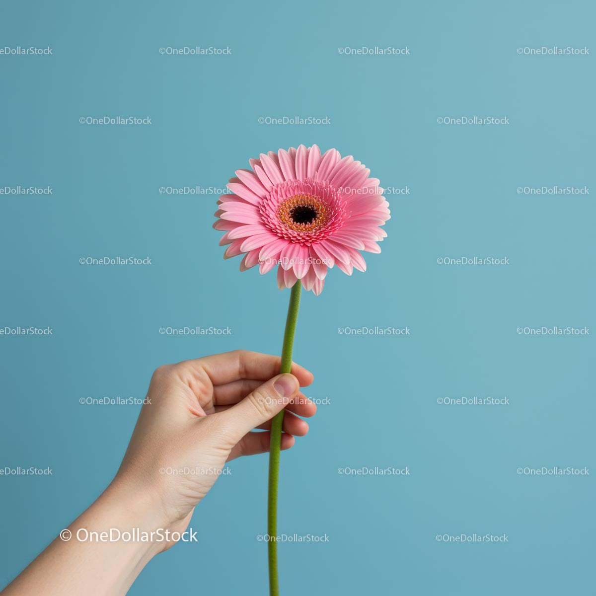 Pink Gerbera Held Against a Serene Blue Backdrop
