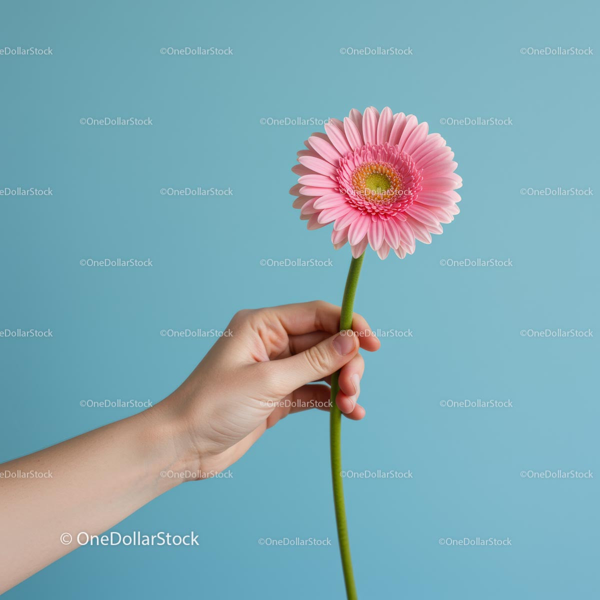 Pink Gerbera Flower Held Against Soft Blue Background
