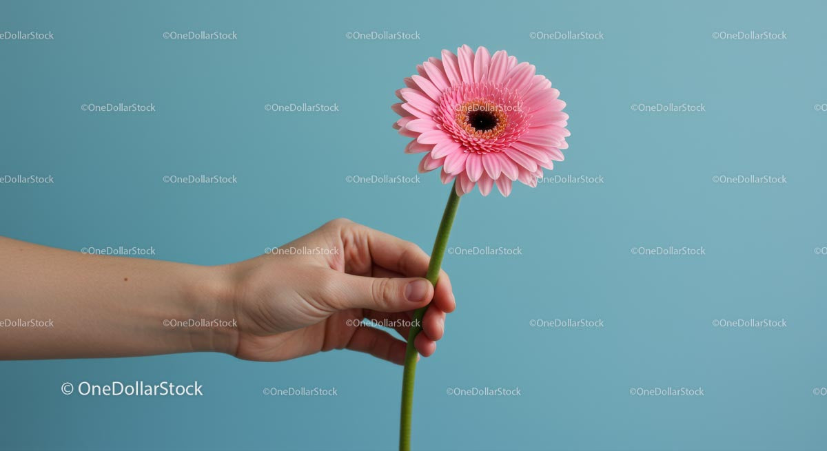 Hand Holding Pink Gerbera Against Blue Background
