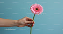 Hand Holding Pink Gerbera Against Blue Background