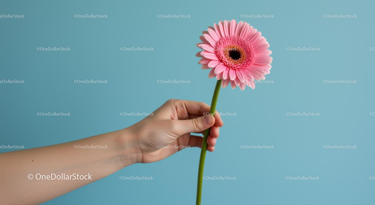 Pink Gerbera in Hand Against Blue Background