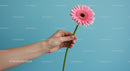 Hand Holding Pink Gerbera Daisy on Pastel Background