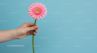 Hand Holding Pink Gerbera Daisy on Blue Background