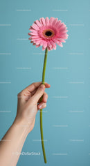 Hand Holding Pink Gerbera Against Blue Background