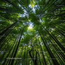 Majestic Bamboo Forest with Lush Green Canopy